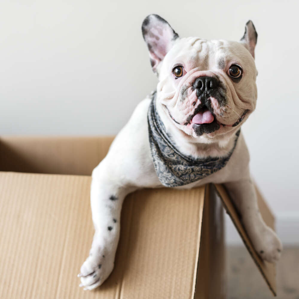 Stress-Free Moving With and for Pets